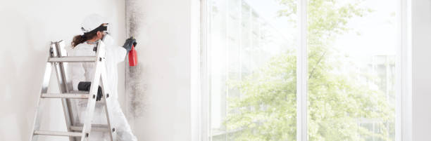 Environmental Consulting for Mold Prevention in Mayfair, CA